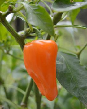 Paprika "Hamik" (Pflanze)